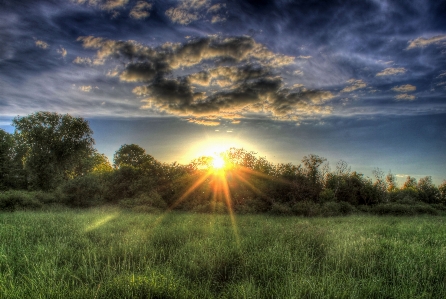 Landscape tree nature forest Photo