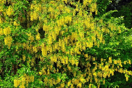 Foto Albero natura foresta ramo