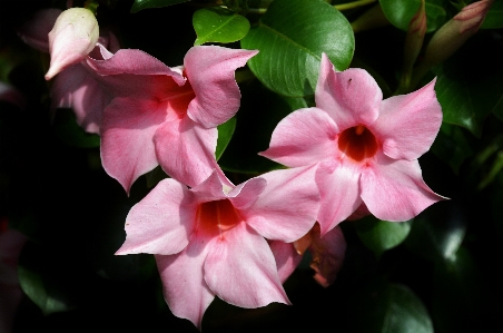 Nature blossom plant flower Photo