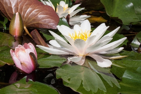 Water nature blossom plant Photo