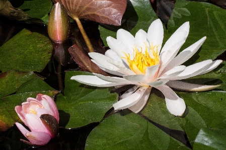 Water nature blossom plant Photo