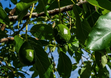 Tree nature branch plant Photo