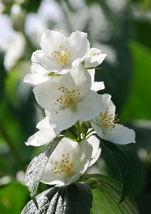 Zweig blüte anlage weiss Foto