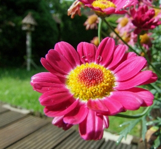 自然 花 植物 花弁 写真