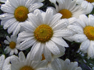 Nature plant white flower Photo