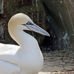 Bird wing white animal Photo