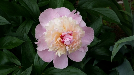 Nature blossom plant flower Photo