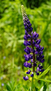 Natur anlage wiese
 blume Foto