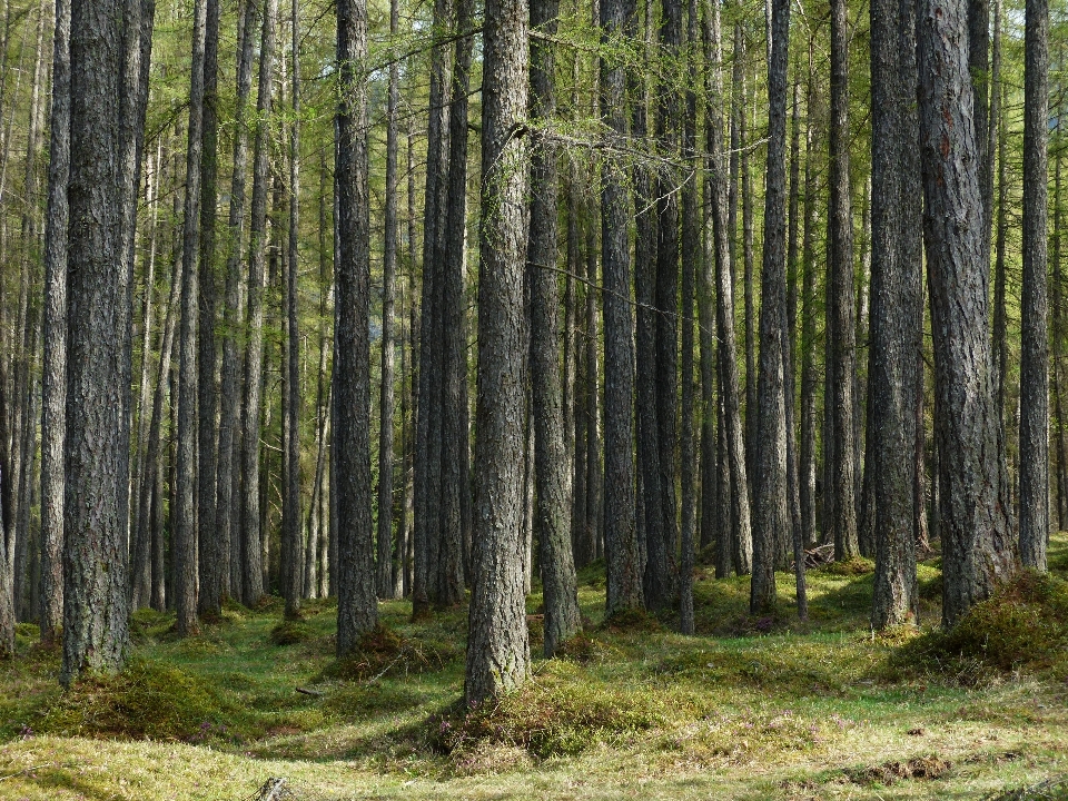 Pohon hutan gurun
 tanaman