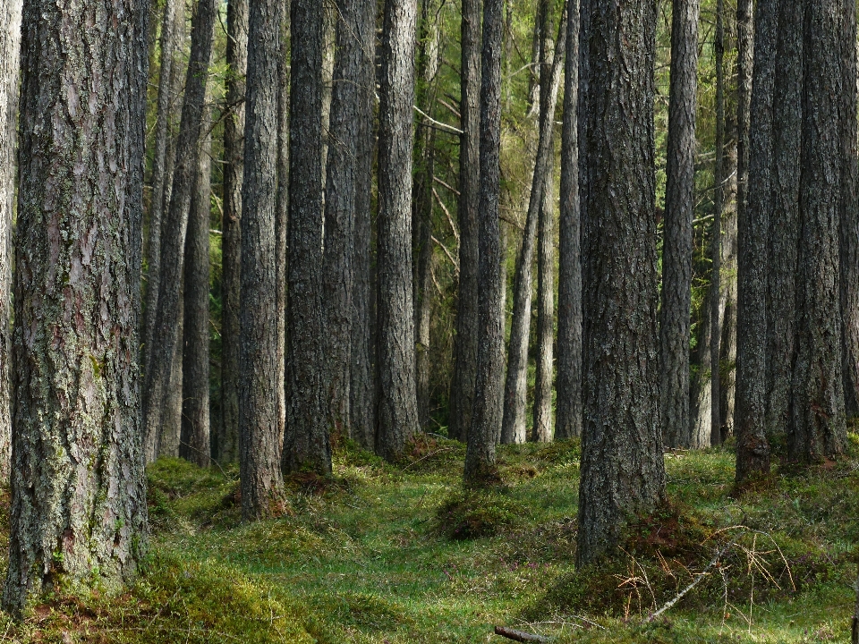 árvore floresta região selvagem
 plantar