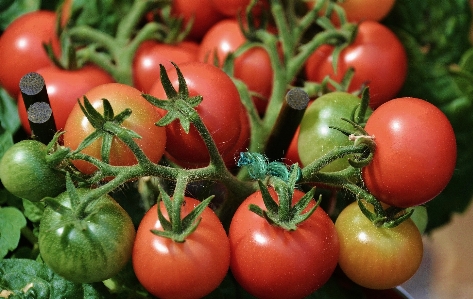 Foto Planta fruta alimento rojo