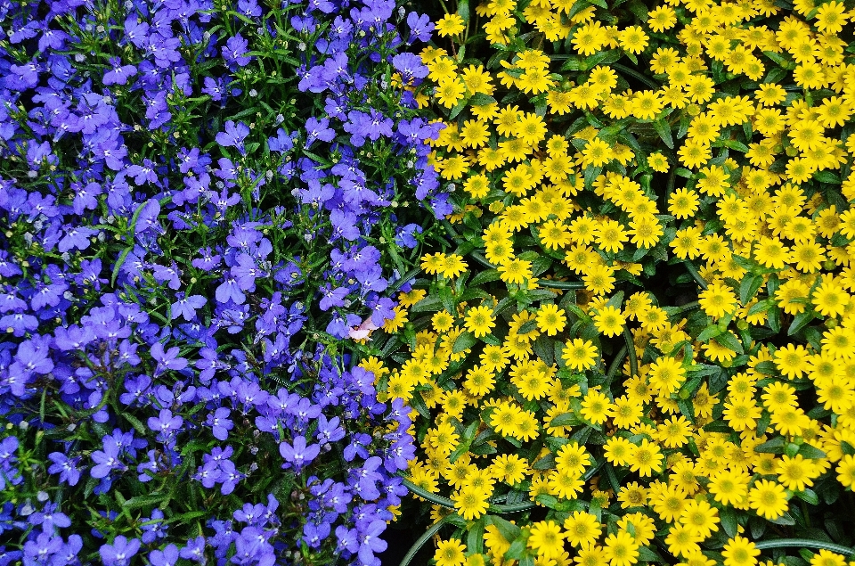 Naturaleza planta flor botánica
