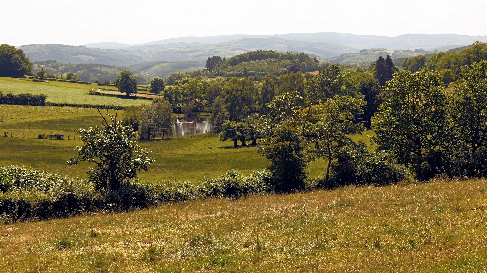 Krajobraz drzewo natura trawa