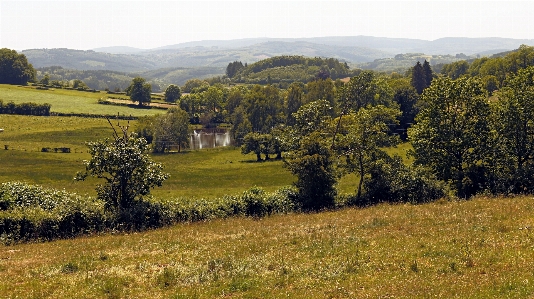 Landscape tree nature grass Photo