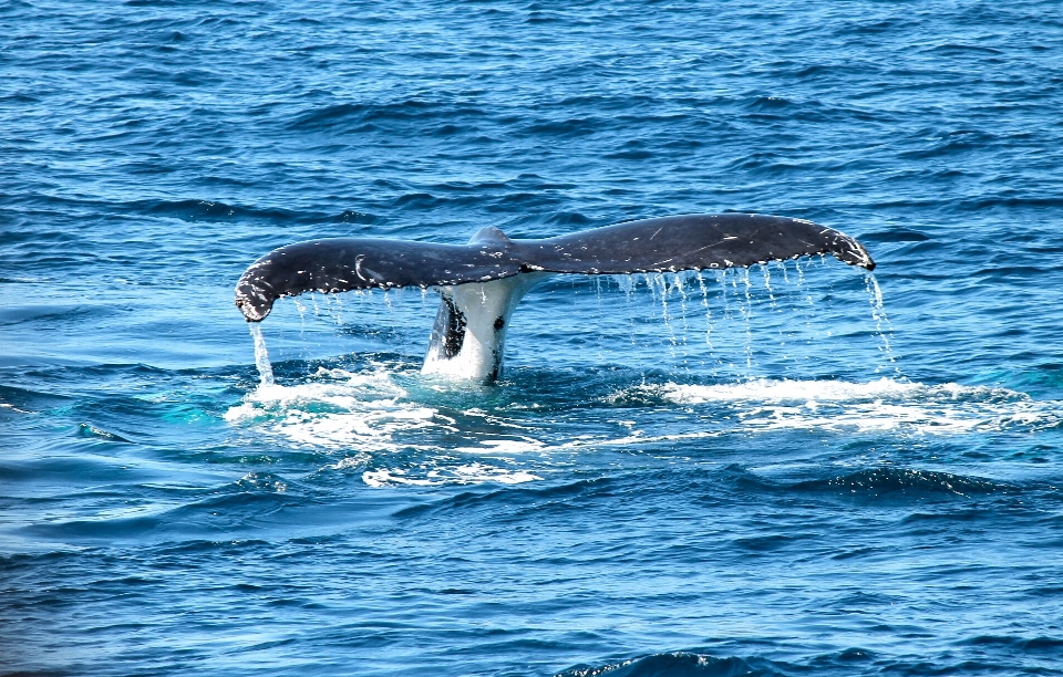 Sea ocean splash mammal