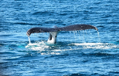 Sea ocean splash mammal Photo