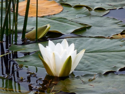 Water nature blossom plant Photo