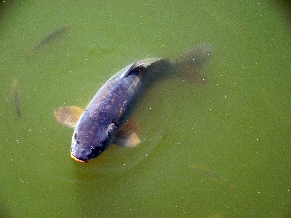 água natureza lago embaixo da agua