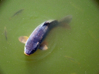 Water nature lake pond Photo