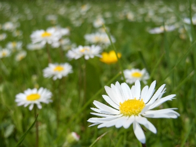 Nature grass plant white Photo