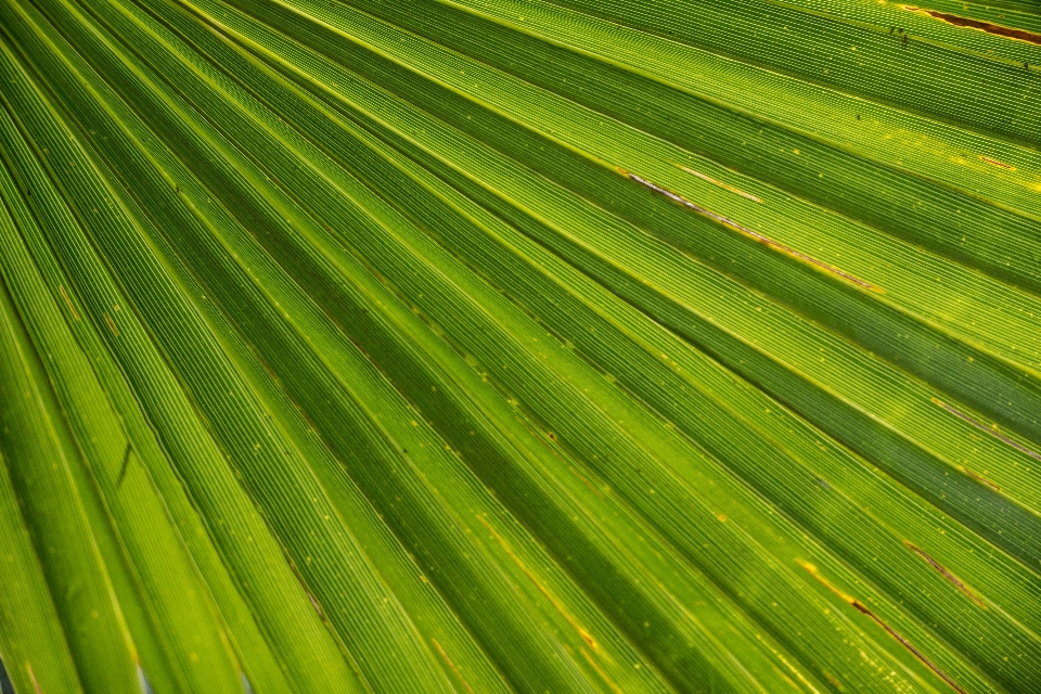 Beach grass structure plant