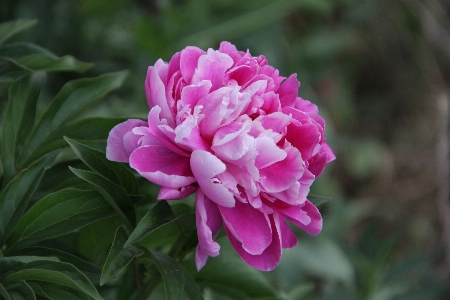 Nature blossom plant flower Photo