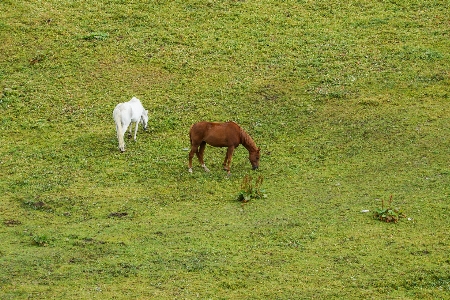 Landscape grass field farm Photo