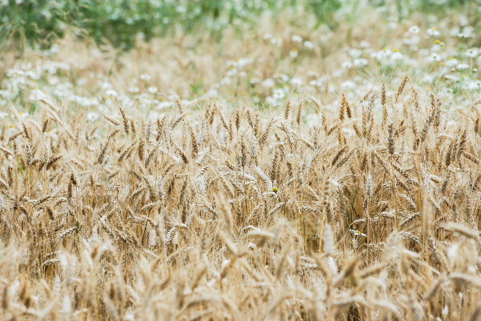 Landscape grass plant field