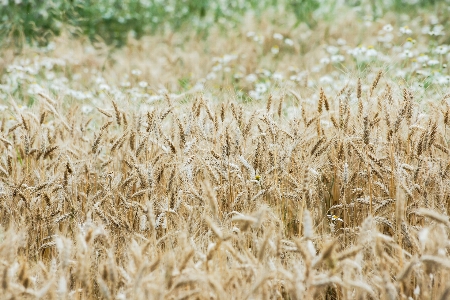 Landscape grass plant field Photo