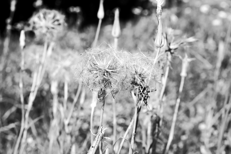 Nature herbe bifurquer hiver