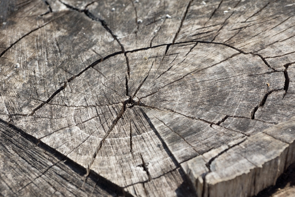 árbol bosque rama madera