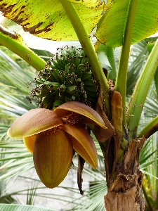 Foto Pohon alam mekar tanaman