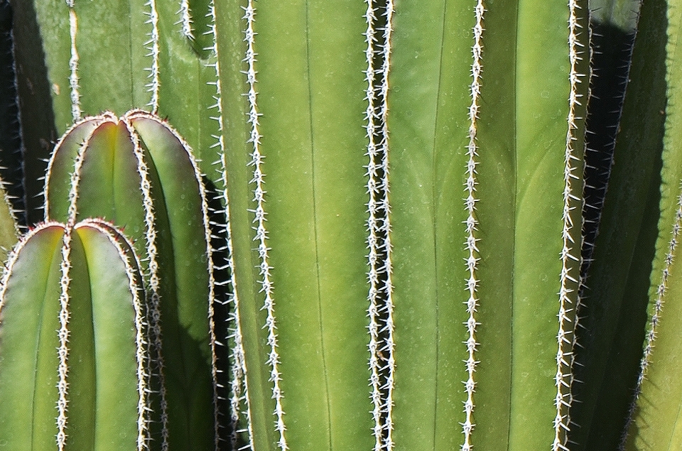 Grama cacto
 plantar folha