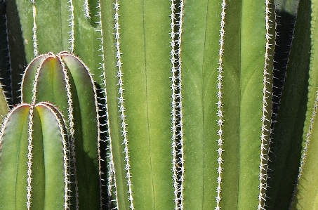 Foto Grama cacto
 plantar folha