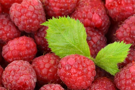 Plant raspberry fruit berry Photo