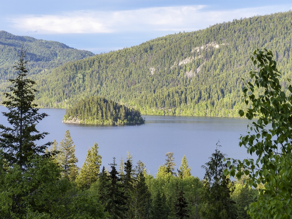 Paysage arbre eau nature