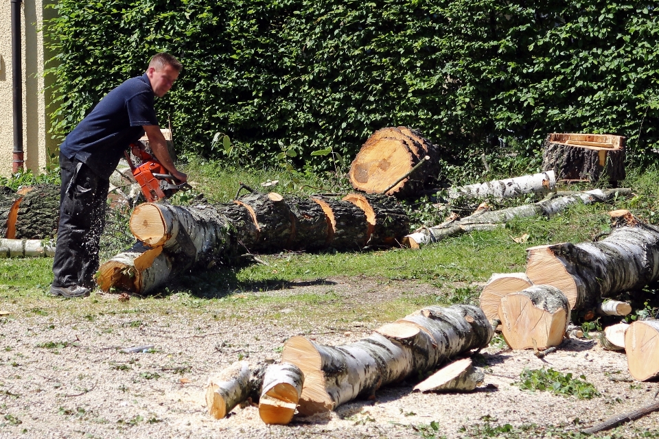 Arbre herbe personne usine