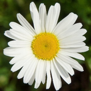 Plant flower petal daisy Photo