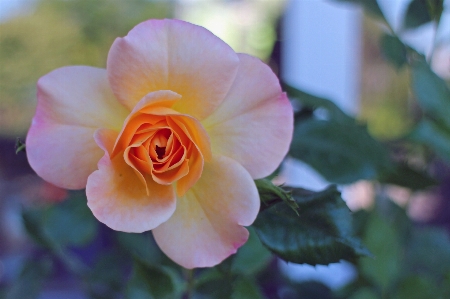 Blossom plant flower petal Photo