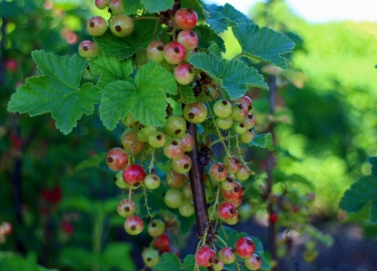 木 ブランチ 植物 フルーツ 写真