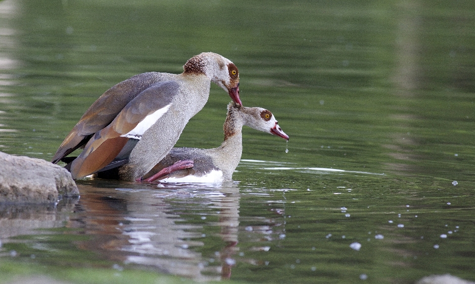 Water nature bird wing