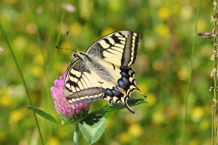 Foto Natureza asa pradaria
 flor