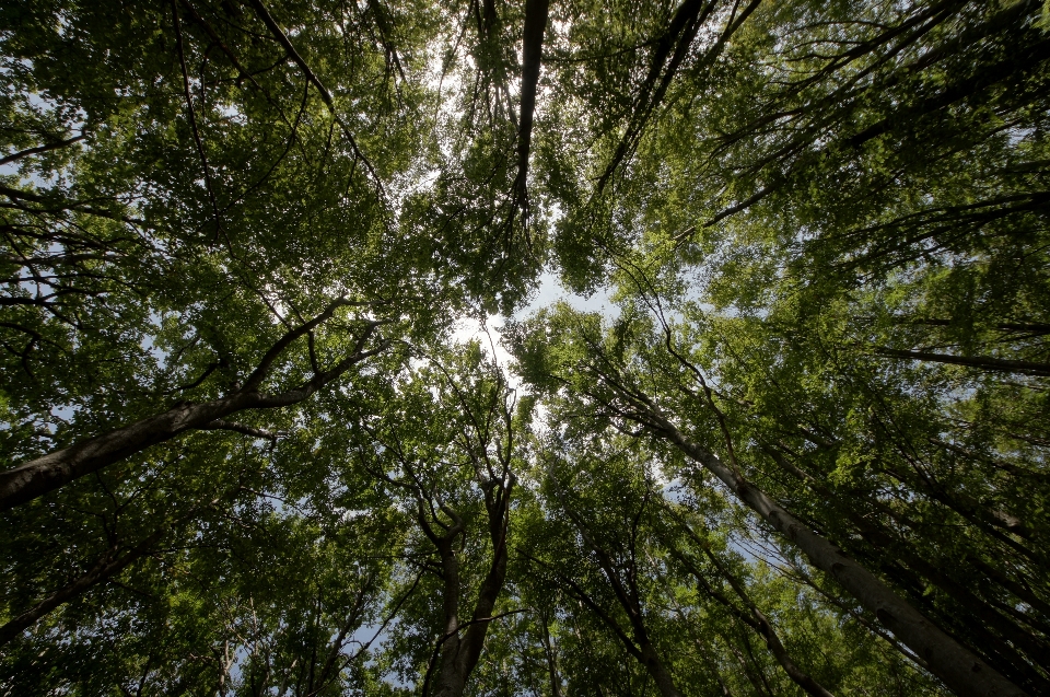 Tree nature forest branch