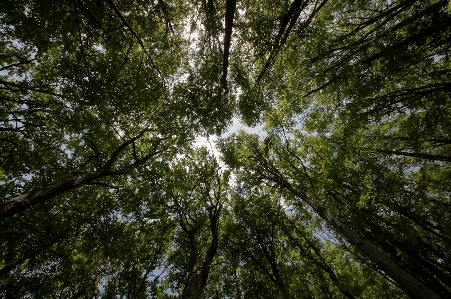 Tree nature forest branch Photo