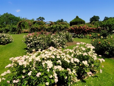 Foto Paisaje naturaleza planta césped