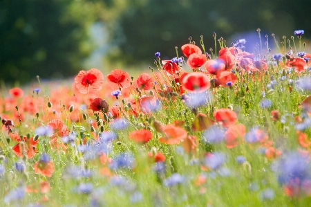 Landscape nature grass blossom Photo