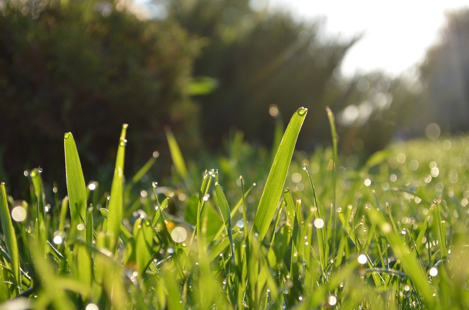 Eau nature herbe rosée