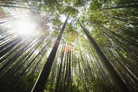 Baum natur wald licht Foto