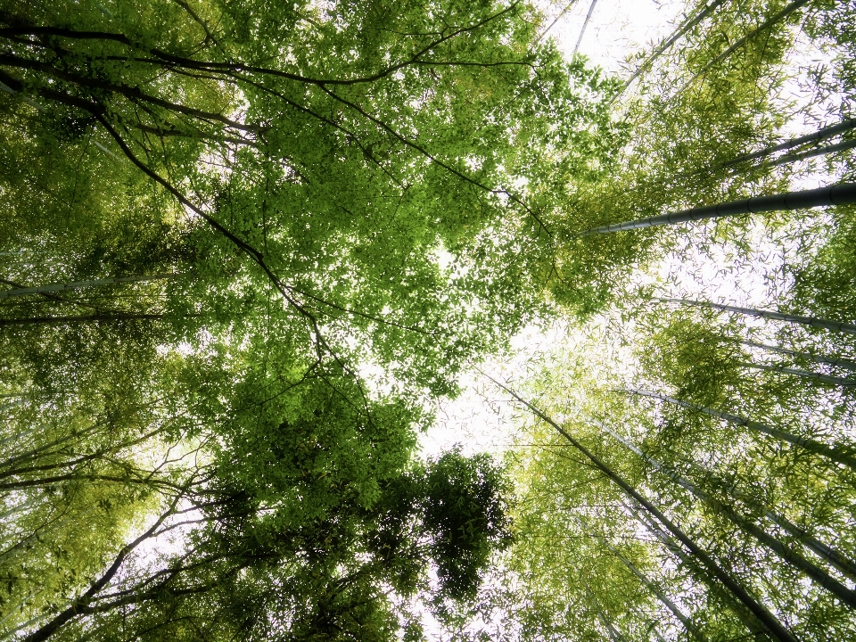 Baum natur wald zweig