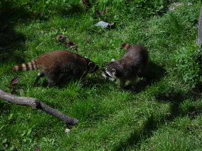 Foto Natura prato
 animale orso